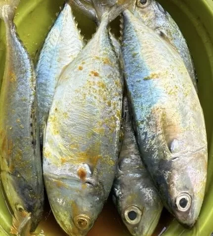 Ikan Kembung Marinasi